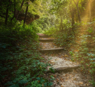 Pathway up a hill in the wood with the sun shining through the trees.  Image by Dave Hoefler on Unsplash.